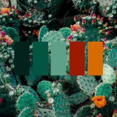 a cactus with orange and green colors in the middle, surrounded by cacti