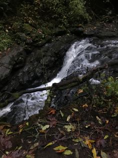 a river running through a forest filled with lots of trees and leaves on the ground