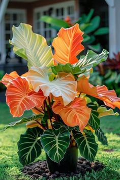 an orange and white flower in a black vase on the grass with green leaves around it