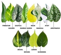 the different types of leaves and their names in english or spanish, as well as pictures