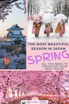 the most beautiful season in japan spring all you need to know for your next trip