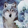 a gray wolf in the snow with his eyes closed