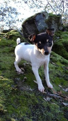 a small black and white dog standing on top of a moss covered hill with trees in the background