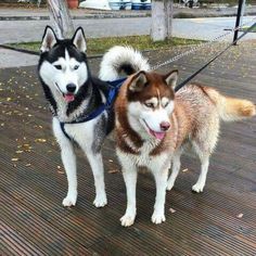 two husky dogs standing on a wooden deck