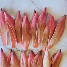 pink flowers are arranged on a marble surface