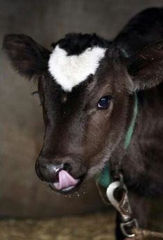 a brown cow with a white patch on it's head and its tongue sticking out