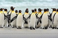 a group of penguins standing on the beach with their heads turned to look like they're