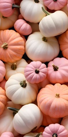 small white and pink pumpkins with green stems