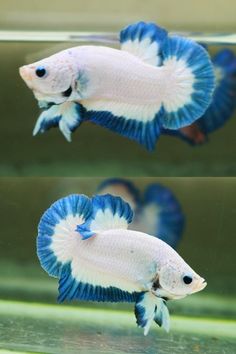 two white and blue fish in an aquarium