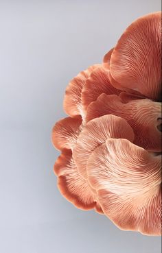 the underside of a mushroom on a white background