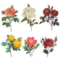 six different types of flowers on a white background