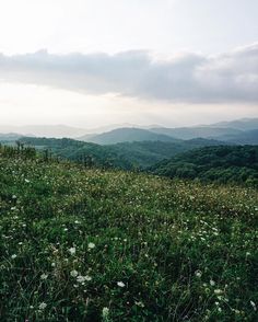 a grassy field with white flowers and mountains in the background