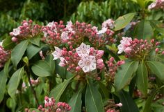 pink and white flowers are blooming on the tree's branches in front of green foliage