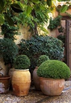 three pots with plants in them sitting on a stone floor next to a wooden gate