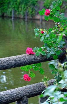 some pink flowers on a wooden fence by the water