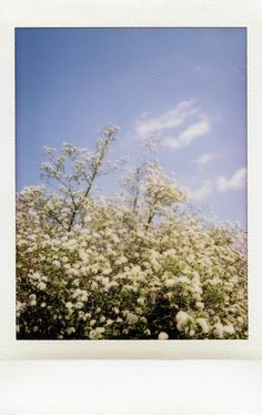 a polaroid photograph of white flowers against a blue sky