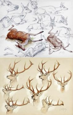 two pictures with different types of deer heads and antlers on the left, one in color