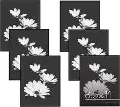 six black and white photos with flowers in the middle, each showing their own image