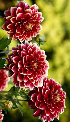 red and white flowers with green leaves in the backgrounnds, close up