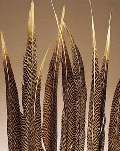 several brown and white feathers in a vase