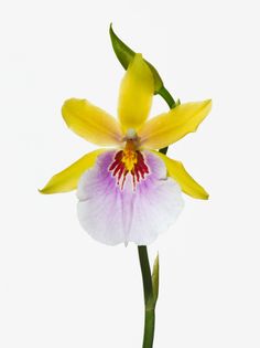 a yellow and white flower with green stems