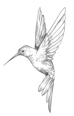 a drawing of a hummingbird flying in the air