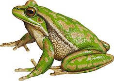 a green and yellow frog sitting on top of a white surface