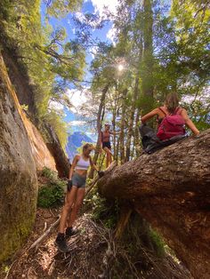 three people climbing up a tree trunk in the woods on a sunny day with sun shining through the trees