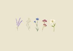 four different types of wildflowers on a beige background, each with purple and white flowers