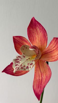 a red and white flower in a vase