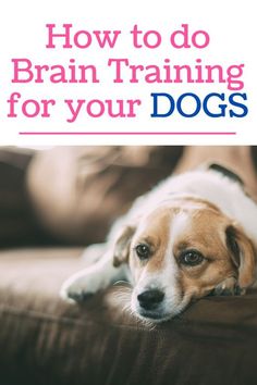 Dog Brain Training Concepts Behavior Problems, Bad Dog, Animal Behavior