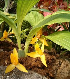 some yellow flowers are growing out of the rocks