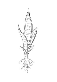 a black and white drawing of a plant with roots on it's side,