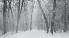 a snow covered forest with lots of trees in the distance and one person walking through it