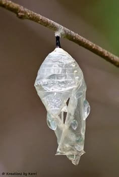 a drop of water hanging from a tree branch