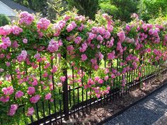 pink flowers growing on the side of a fence