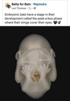 an image of a human skull with the caption'emhronic bats have a stage in their development called the peek - a - aboo phase where their wings cover their eyes