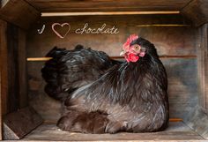 a black chicken sitting in a wooden box