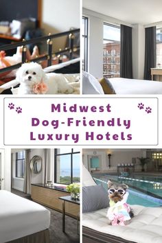 the midwest dog - friendly luxury hotels are open for business and guests to stay in