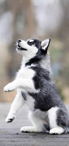 a small black and white dog standing on its hind legs with it's front paws in the air