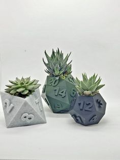 three cement pots with succulents and numbers are shown in front of each other