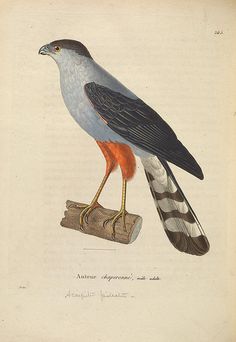 an illustration of a bird sitting on top of a piece of wood