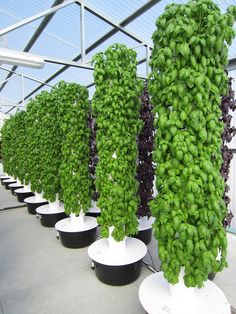 several rows of green plants in white pots