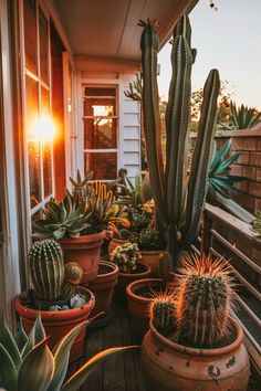 several cacti and succulents in pots on a porch at sunset