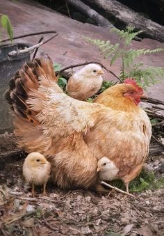 a group of chickens standing next to each other on top of dirt and grass covered ground