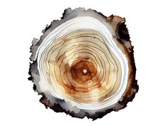 👀 Tree Ring Print Sequoia Woodcut Poster Large Watercolor Art Print Brown Neutral Wall Art Cabin Wall Decor multiple sizes to choose from 🌈 title: "Sequoia Tree Ring" 🌈 print from my original watercolor painting 🌈 multiple sizes to choose from 🌈 materials: high quality matte paper 🌈 shipping: high-quality protective packaging with tracking number 🌈 sell unframed - need to be framed. 🎯 To see more art prints, please visit my shop: https://www.etsy.com/shop/ArtPrintify 👀 "Sequoia Tree Rin Tree Rings Art, Sequoia Forest, Tree Ring Print, Tree Ring Art, Cabin Wall Decor, Sequoia Tree, Tree Ring, Tree Images, Nature Inspired Decor