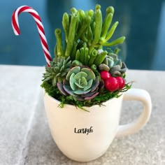 a plant in a mug with a candy cane on the top and some plants inside