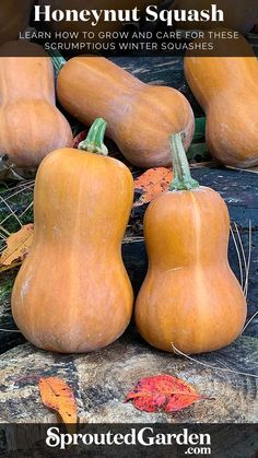 A fresh harvest of honeynut squashes. When To Pick Butternut Squash, How To Save Butternut Squash Seeds, How To Roast Squash Seeds, When To Harvest Winter Squash, Squash Garden, When To Pick Butternut Squash From Garden, Fried Squash Blossoms, Fried Squash, Honeynut Squash