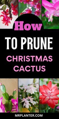 the words how to prune christmas cactus are in front of pictures of different flowers