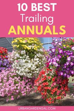 colorful flowers with text overlay that says 10 best trailing annuals for hanging baskets